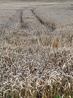 sporen in een graanveld