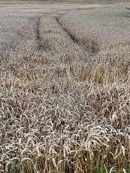 sporen in een graanveld