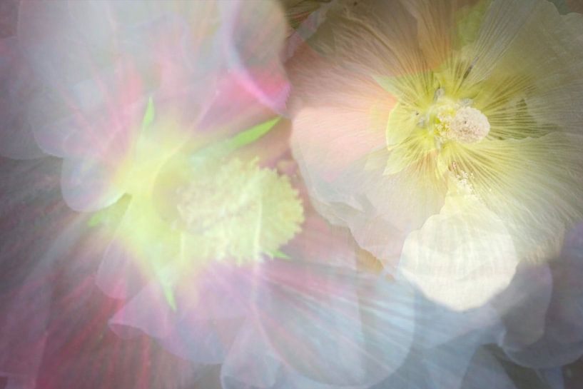 Stookroos zomer art mix van Marianna Pobedimova