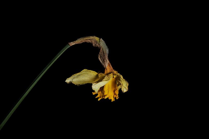 getrocknete Narzisse nach der Blüte von Ribbi