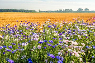 Kleurrijke akkerrand langs een graan stoppelveld