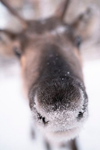 Sneeuw poeder op neus van een rendier | reisfotografie print | Lapland Finland