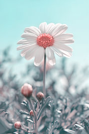 Daisy by Violetta Honkisz