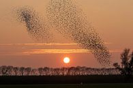 Starling swarms against setting sun by Michelle Peeters thumbnail