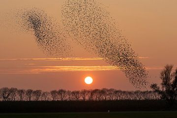 Starling swarms against setting sun by Michelle Peeters