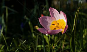 tulipe rose avec jaune