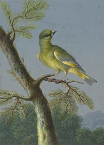 Grünling, Barbara Regina Dietzsch - ca. 1716