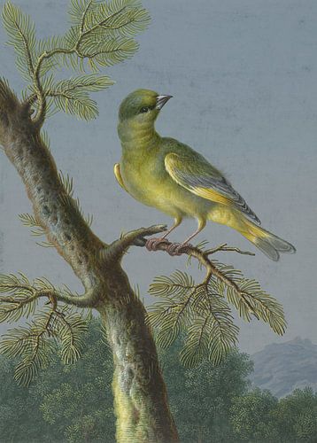 Groenling, Barbara Regina Dietzsch - ca. 1716