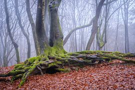 Alter verdrehter Baum im Speulderbos in Ermelo, Niederlande, mit Blättern im Vordergrund und Nebel i von Bart Ros