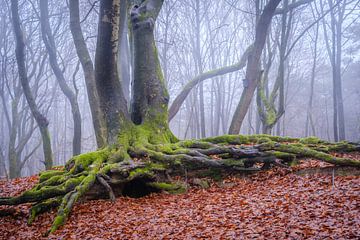 Alter verdrehter Baum im Speulderbos in Ermelo, Niederlande, mit Blättern im Vordergrund und Nebel i