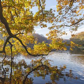 Herbst über dem Haager Teich von Rob IJsselstein