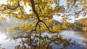 Autumn over The Hague Pond