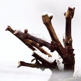 Glyzinie in Winterruhe von N M foto