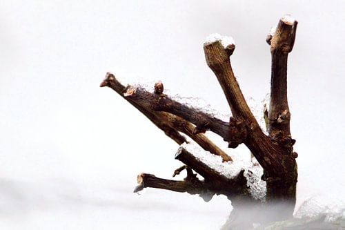 Wisteria in winter rest