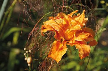 Lelie Hermerocallis van Babette van den Berg