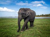 Elefantenwanderung an einem See in Sri Lanka - von Ruurd Dankloff Miniaturansicht