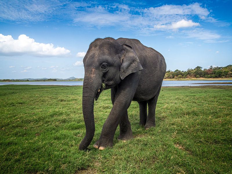 Elefantenwanderung an einem See in Sri Lanka - von Ruurd Dankloff