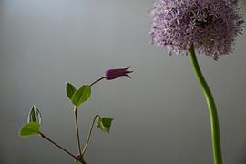 Purple flowers by Regina Elise