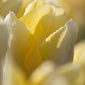 Nahaufnahme einer gelben Tulpe von Michel Knikker