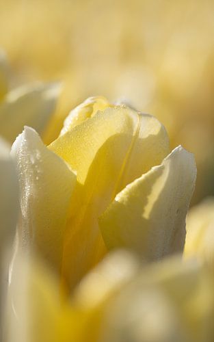 Nahaufnahme einer gelben Tulpe von Michel Knikker