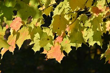 Esdoornbladeren in de herfst van Claude Laprise