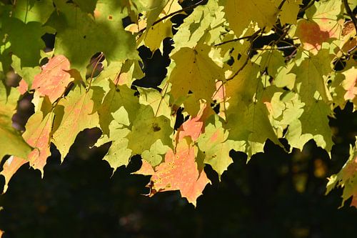 Ahornblätter im Herbst