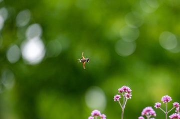 Kolibri-Schmetterling im Flug in Frankreich von Wendy de Jong