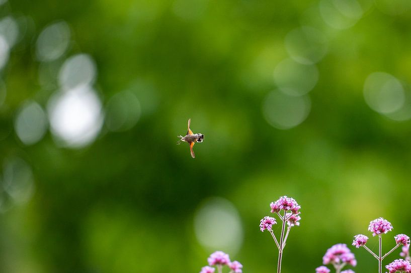 Hummingbird butterfly flying in France by Wendy de Jong