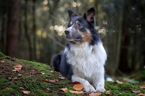 tri-color bordercollie liggend