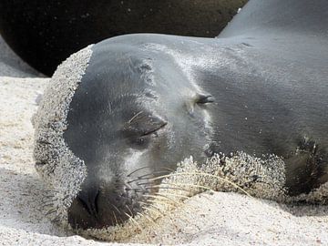 sandy sea lion face on Galapagos by Marieke Funke