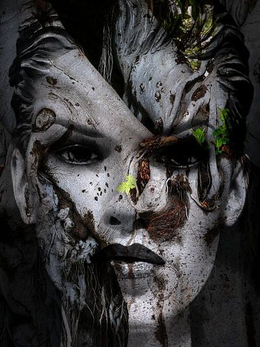 Het gezicht in de oude boom