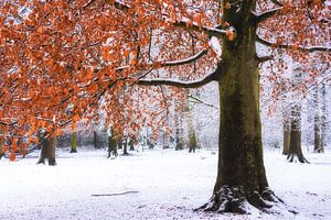 Zwischen Winter und Herbst von Fabrizio Micciche