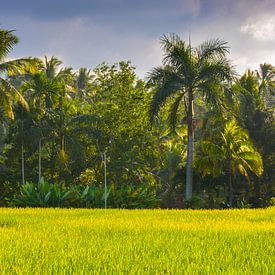 Rijstveld Java Indonesië van Julian Oude Maatman