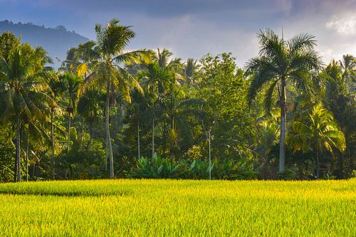 Rizière Java Indonésie