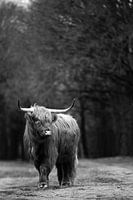 Schotse Hooglander zwart-wit