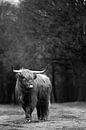 Schotse Hooglander zwart-wit van Christien Hoekstra thumbnail