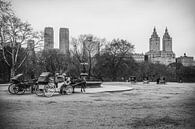 Central Park van Maikel Brands thumbnail