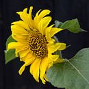 Hoppers zonnebloem van Henriëtte Mosselman thumbnail
