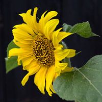 Hoppers zonnebloem