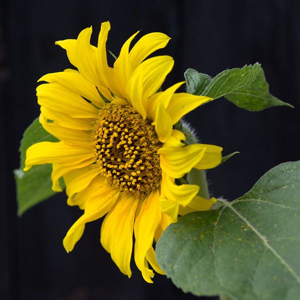 Hoppers zonnebloem van Henriëtte Mosselman