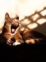 Gapende kat in het zonlicht