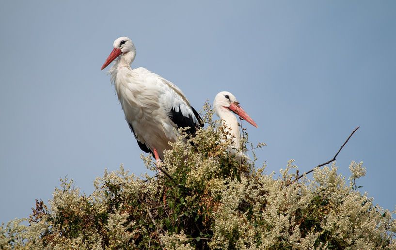 Storks by Nicolas LEMAIRE