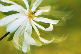 Abstracte foto met bewegingsonscherpte van een witte magnoliabloem tegen een zachtgroene achtergrond van Artistic