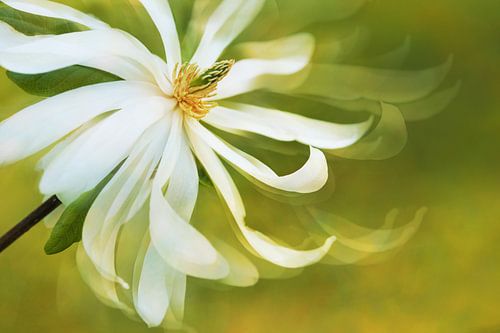Abstracte foto met bewegingsonscherpte van een witte magnoliabloem tegen een zachtgroene achtergrond