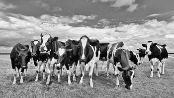 Curious cows in a meadow against sky with dramatic clouds