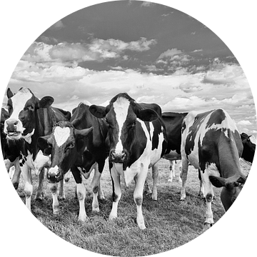 Nieuwsgierig koeien in een weide tegen hemel met dramatische wolken van Tony Vingerhoets