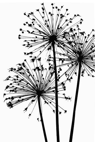 Blumen in Schwarz und Weiß von Caroline Drijber Guérain
