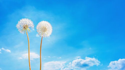 Two dandelions in front of blue sky
