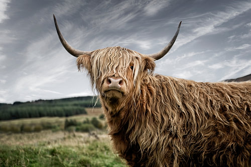 Highland Cow