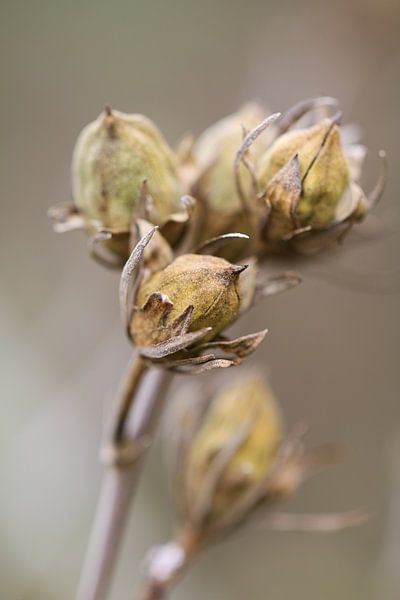 Uitgebloeide tak bloemen van Lily Ploeg